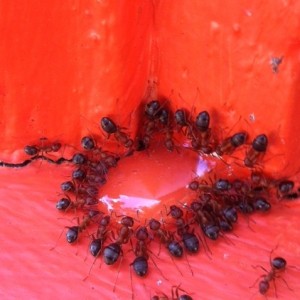 Thatching ants feeding on bai